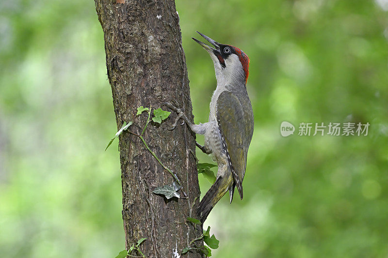 欧洲绿啄木鸟(Picus viridis)